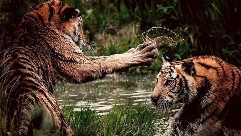 TigerFight Frida Bredesen Unsplash 1024x576